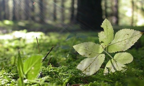 Uno squarcio di luce tra i pini di Asiago, altopia