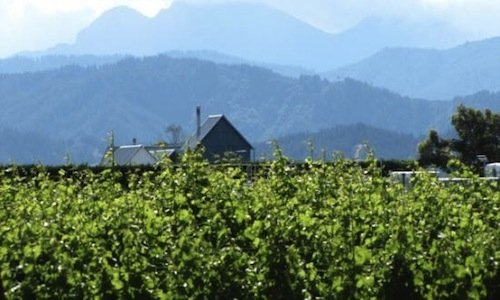 Cloudy Bay winery in Marlborough, a region in the 