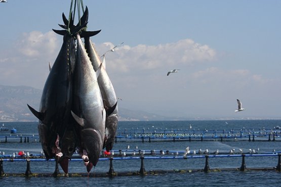 Four specimen of his majesty the red tuna, caught 