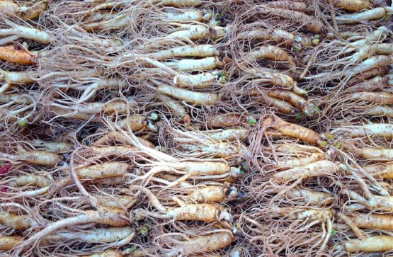 Ginseng roots stacked in Noryangin, the largest fi