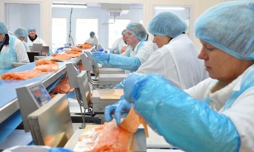 Operaie alle prese con la lavorazione dei salmoni,