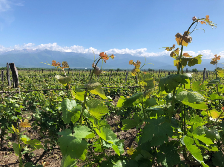 Vineyards in Rkatsiteli on the Kakheti plateau, in