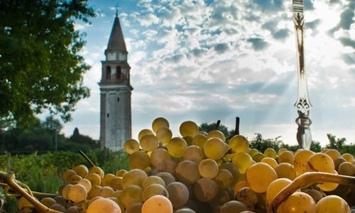 Dorona grapes and the bell-tower of Santa Caterina