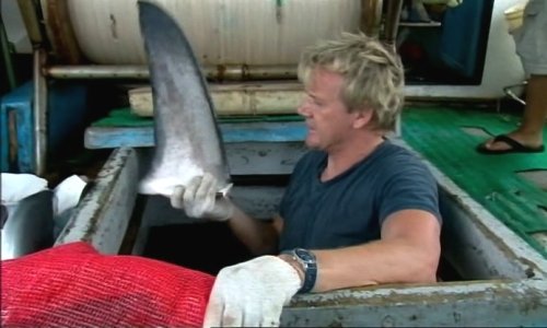 Gordon Ramsey tiene in mano una pinna di squalo. L