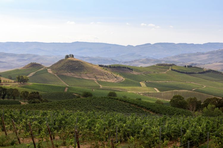 Le colline di Regaleali (foto di Benedetto Tarantino)
