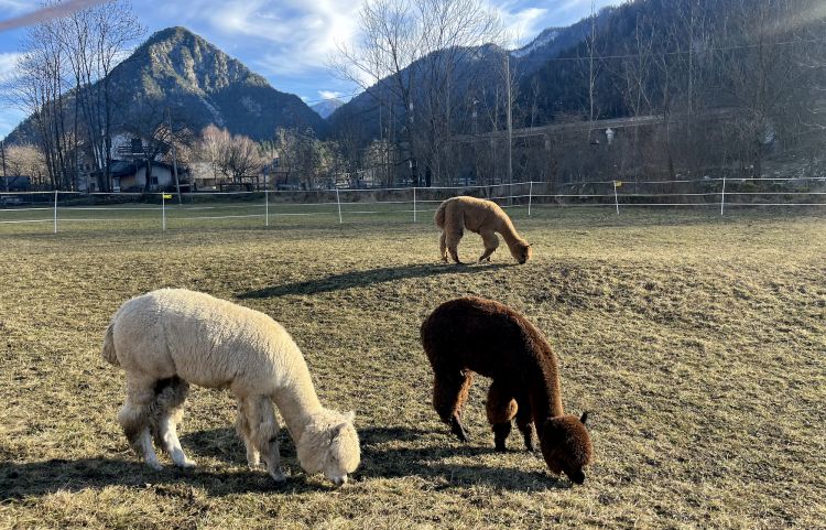 Hammerack: gli alpaca andini&nbsp;che pascolano fuori dall'hotel
