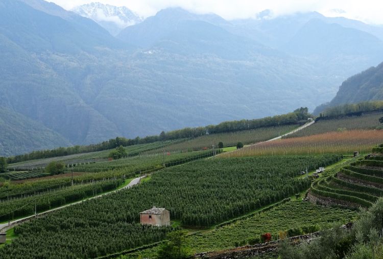 Terrazzamenti di Nebbiolo lungo la Strada del Vino della Valtellina
