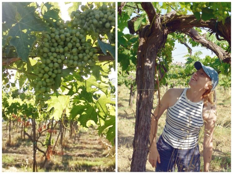 Chiara De Iulis Pepe e una pergola di Trebbiano. Crescere all’ombra del tendono abruzzese, a quanto pare, conferisce una personalità fuori dal comune