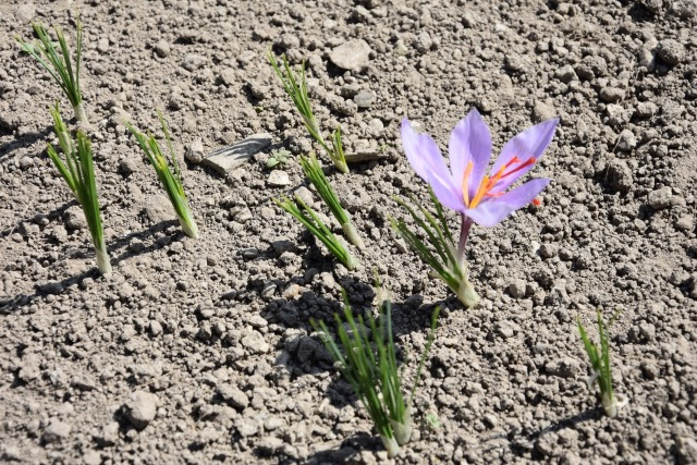 La fioritura del crocus sativus
