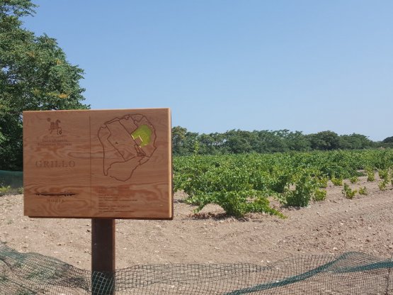 Le vigne di Grillo sull'isola di Mothia, anti