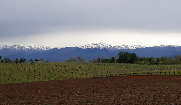 Le vigne di Ghemme (Novara), nell'Alto Piemont