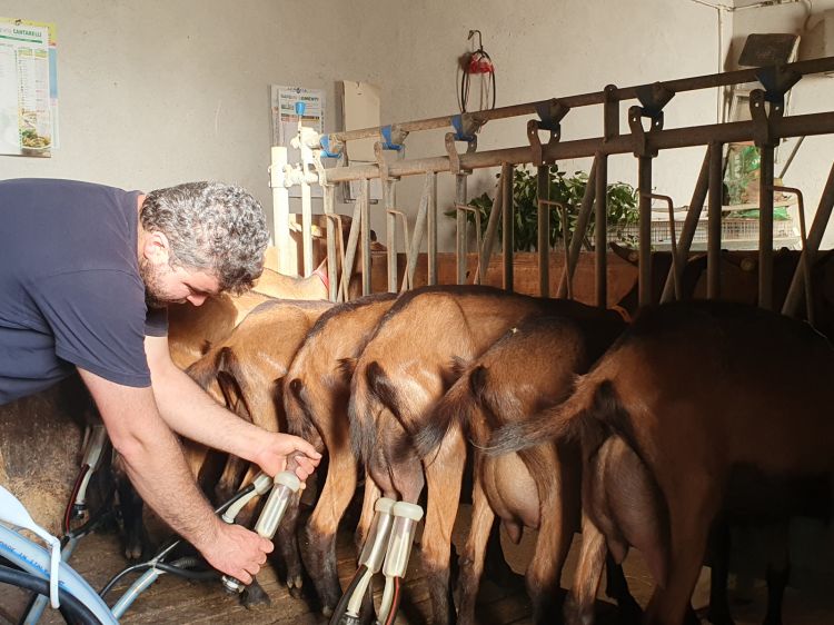 Filippo Mannini, casaro e imprenditore dell'azienda Colle d'Antona, specializzata nella produzione di formaggi caprini, da capre camosciate
