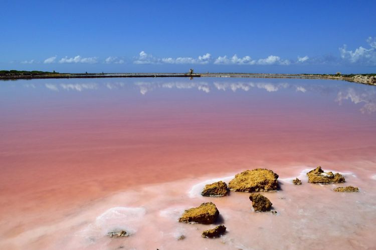 Le acque rosa all'Isola Lunga. Questo fenomeno è dovuto naturalmente alla presenza di organismi ricchi di carotenoidi, come la Dunaliella salina, una micro-alga, o l'Artemia salina, un minuscolo gamberetto, che vivono proprio in ambienti dall'alto concentrato di sale. I loro carotenoidi, dei pigmenti organici, colorano le acque che li ospitano. I fenicotteri si nutrono di questi crostacei e alghe, ragion per cui anche le loro piume assumono il caratteristico colore rosa
