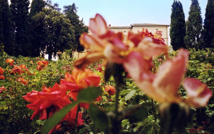 All'ingresso della tenuta, colpisce l’incantevole roseto con oltre 35 specie di rose, inclusa la rosa “Castello di Casole”, una varietà dal cuore giallo limone intenso e dal profumo delicato, creata in esclusiva per il Castello
