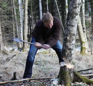 Felling a birch tree to burn