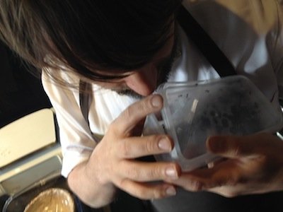 Redzepi smells his ants, trapped in a tupperware box in Copenhagen