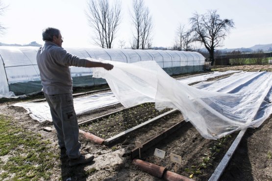 SPRINGTIME. E' primavera: si alzano i veli di sposa dalla terra