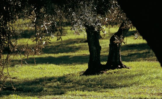 SCORCIO SICILIANO. Foto di Davide Dutto per Giunti editore