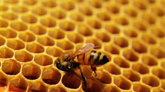 La prima tappa, il 21 giugno scorso, è stata dedicata al miele, la sua produzione biologica e le sue qualità nutrizionali. All'incontro erano presenti Lucio Cavazzoni, presidente di Alce Nero, Diego Pagani, apicoltore e presidente di Conapi e Franco Berrino, medico epidemiologo.