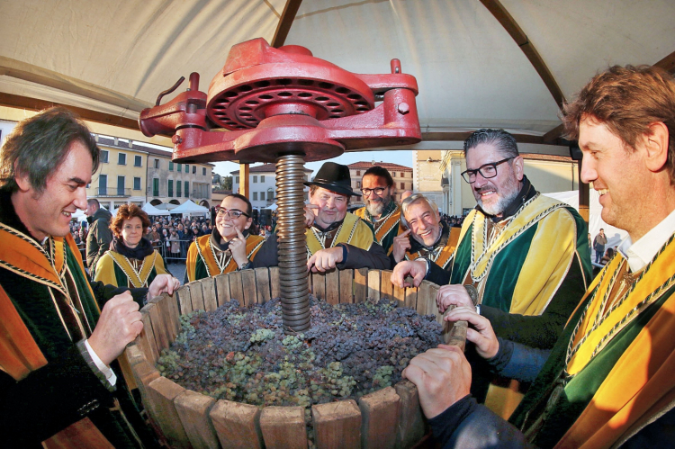 La pigiatura della Vespaiola appassita (credit: Photo Stella per Consorzio Breganze Doc)
