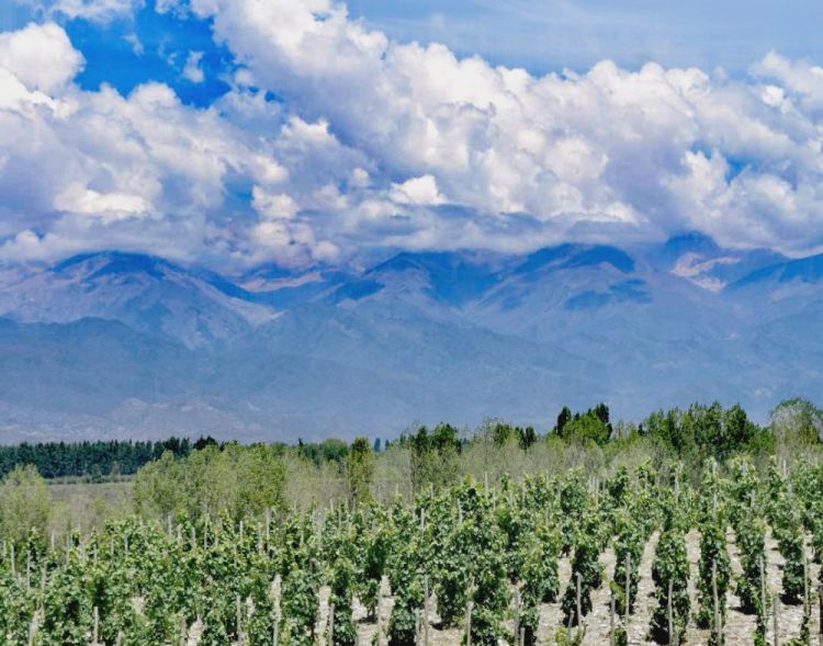 PerSe: il vigneto piantato da Edy Del Popolo e David Bonomi a Gualtallary, 1500mt di altitudine, vigne condotte a gobelet e piantate ad alta intensità. Sullo sfondo, la Cordigliera

