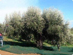 Il Leone di Carpineto, albero d'olive centenario nella campagna molisana