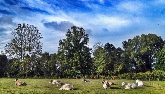 Cascina Lago Scuro in Stagno Lombardo (Cremona): d