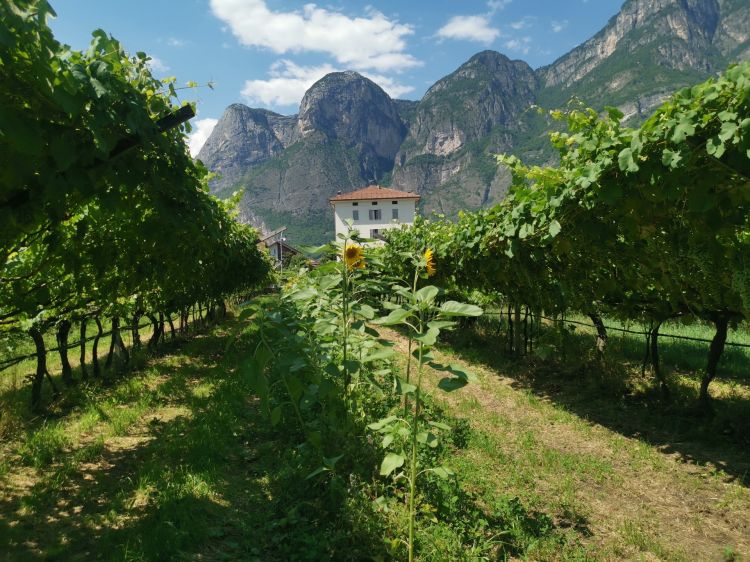 Le pergole di Foradori e le pareti rocciose che le proteggono dai venti freddi provenienti da Nord