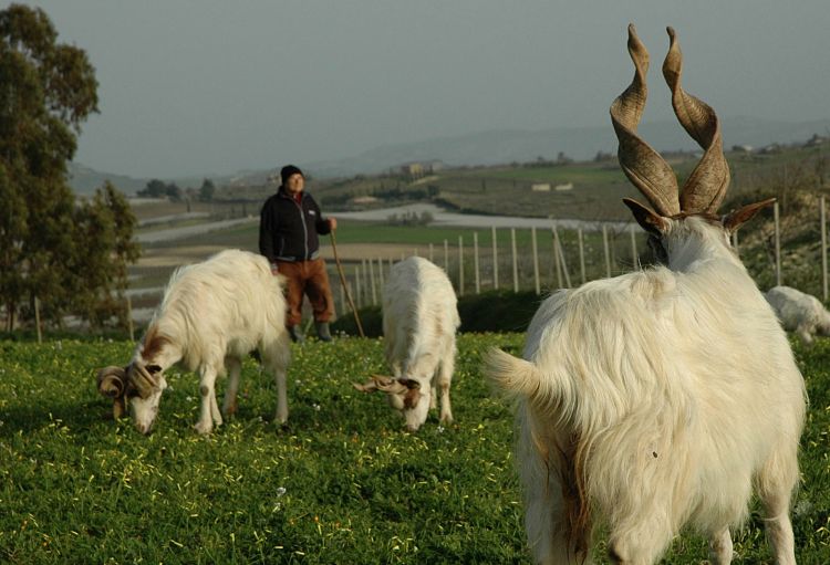 Giacomo Gatì con le sue capre al pascolo
