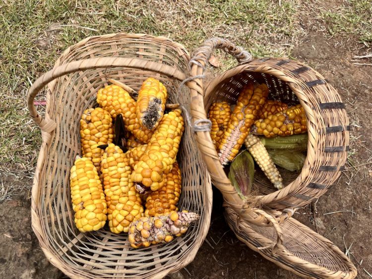 Il mais (alimento simbolo del paese) raccolto dal Museo Campesino di Gachancipá, un'ora di macchina da Bogotà
