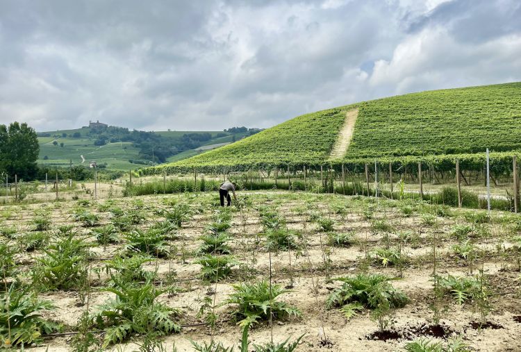 Nell'orto di Barolo, 6mila metri quadrati coltivati