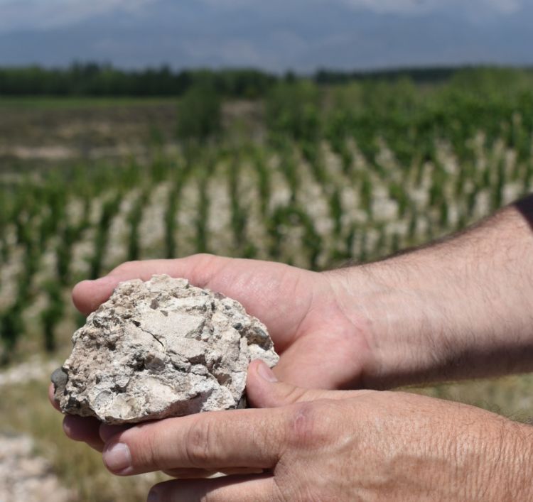 PerSe: un suolo composta da pura pietra calcarea che marca il carattere di questo vino
