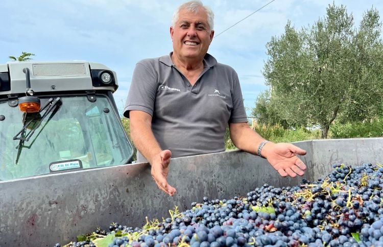 Marino De Angelis durante la vendemmia
