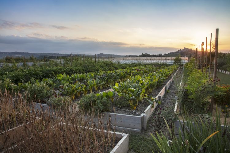 The vegetable garden in Castiglione Falletto, 100 metres from the commune of Barolo, a project that began in 2007. It’s run with organic and biodynamic methods (photo Fusaro)
