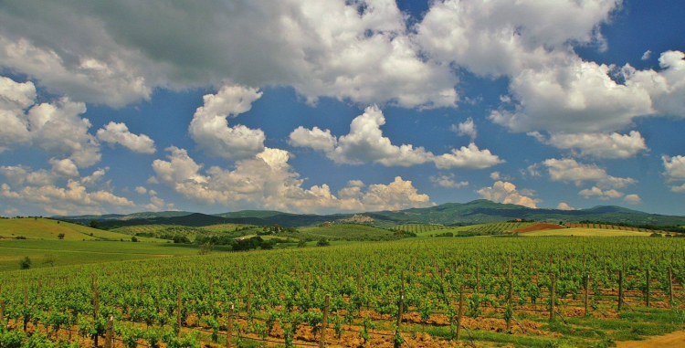 La Maremma Toscana, zona vitivinicola emergente: s