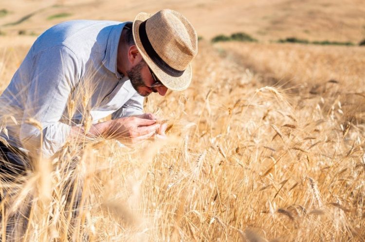 Massimiliano Prete fotografato nel campo in cui, in Sicilia, si autoproduce il granoo evolutivo in collaborazione con Petra Molino Quaglia
