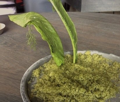 Wood sorrel with cricket paste (inside the wood sorrel stalk). This is one of the typical uses of this insect at Noma