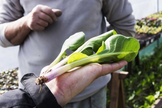 Besides vegetables, strictly speaking, in the kitchen garden in Castiglione Falletto grow over 500 herbs from all around the world