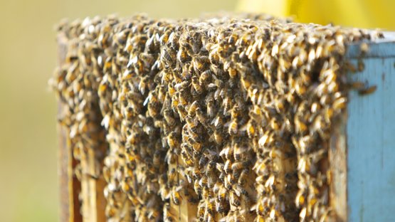 Da La Raia proviene anche dell'ottimo miele biologico