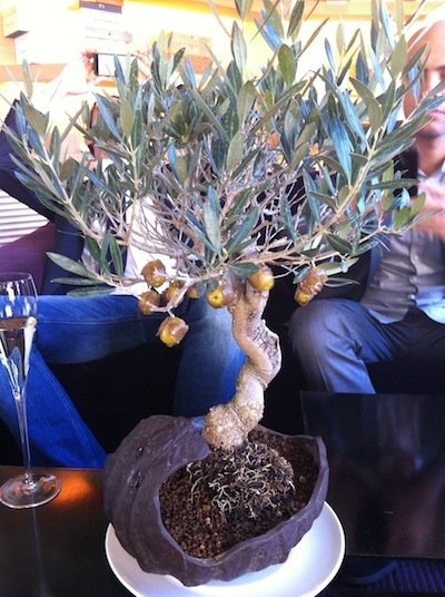 Bob bon from an olive tree (foto Perdomo)