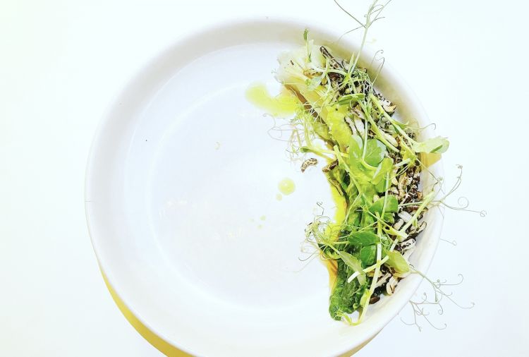 Insalata alla griglia con glassa allo zenzero, olio al prezzemolo e riso soffiato selvaggio, germoglio di pisello
