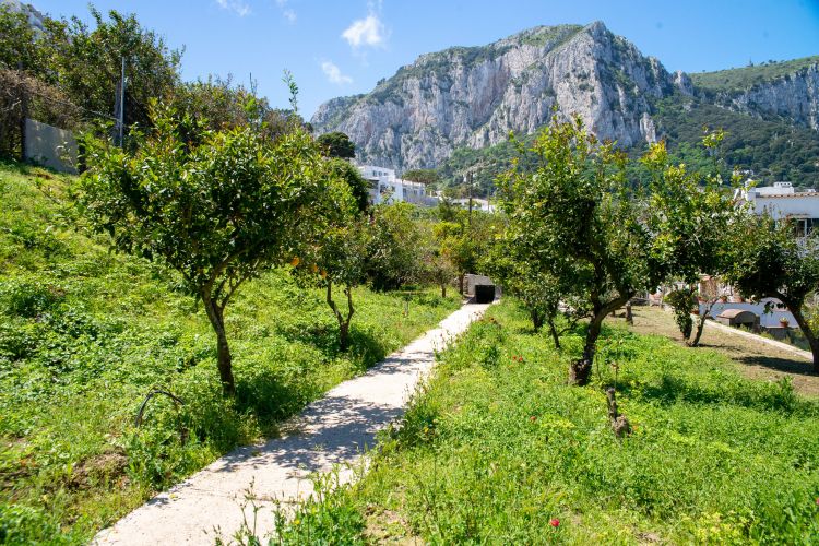 Giardino Mediterraneo è il recupero di un agrumeto a pochi passi dalla celebre piazzetta di Capri
