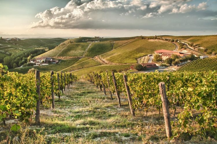 Le vigne della Tenuta