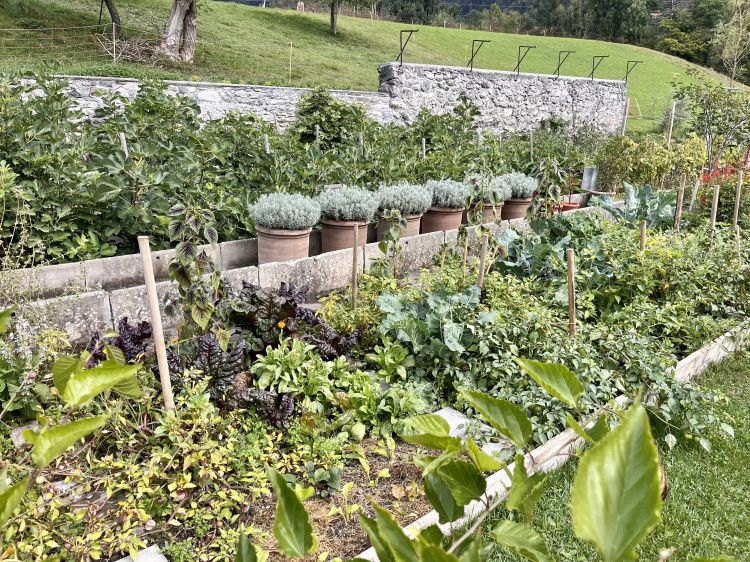A detail of the vegetable garden in front of Schauenstein Castle: the Caminada team cultivates more than 700 types of herbs and tomatoes there. At the moment it covers 90% of the vegetables cooked in the vegetarian restaurant OZ. «The goal,»explains chef Andreas, «is to reach 100 per cent soon».
