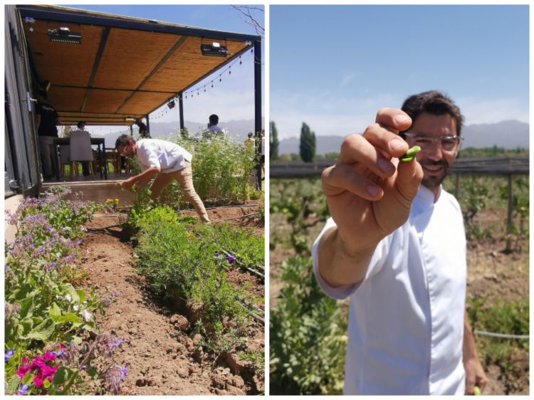 Juan Ventureyra nel suo elemento: in uno degli orti disseminati intorno al ristorante, che si vede alle sue spalle. La struttura è semplicissima, mentre nei piatti raggiunge, usando per l’80% solo vegetali, una complessità notevole. Sullo sfondo la Precordigliera e tutt’intorno i vingneti di Riccitelli Wines