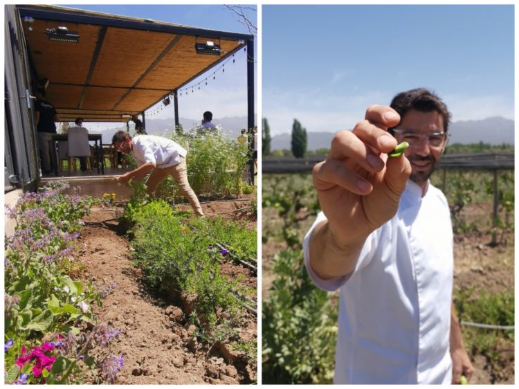 Juan Ventureyra nel suo elemento: in uno degli orti disseminati intorno al ristorante, che si vede alle sue spalle. La struttura è semplicissima, mentre nei piatti raggiunge, usando per l’80% solo vegetali, una complessità notevole. Sullo sfondo la Precordigliera e tutt’intorno i vingneti di Riccitelli Wines
