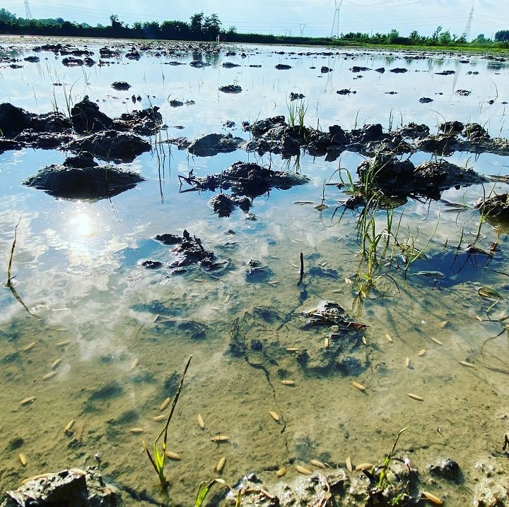 La semina in campo allagato
