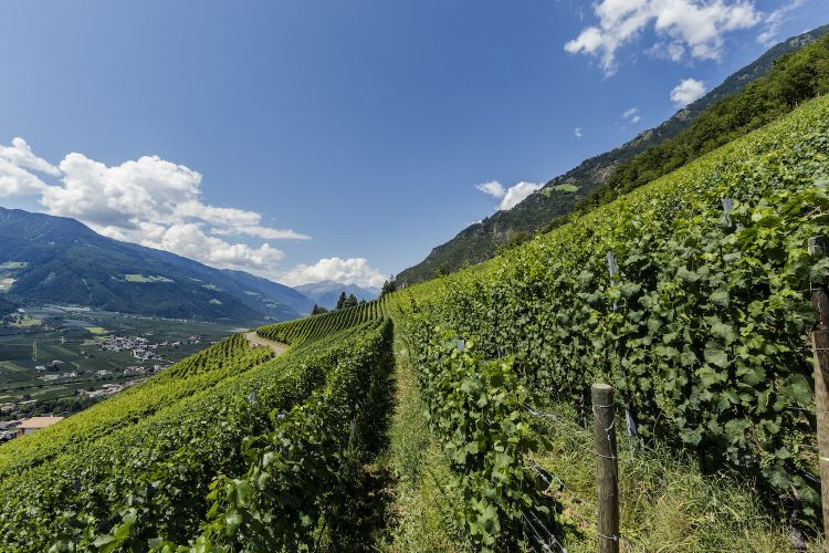 Vigne in Val Venosta (Florian Andergassen)
