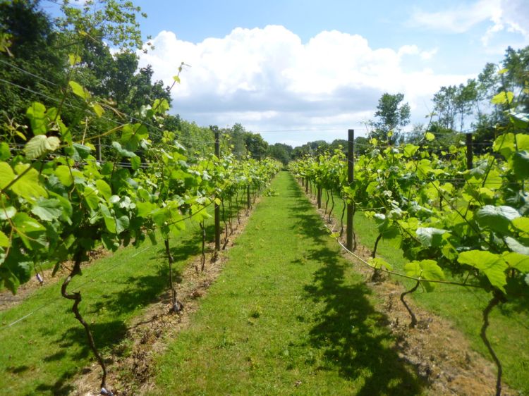Setley Ridge Vineyard a&nbsp;Brockenhurst, nell'Hampshire
