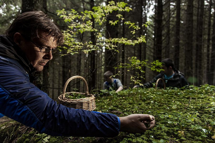 Alessandro Gilmozzi foraging in the woods
